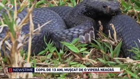 Copil de 13 ani, mușcat de o viperă neagră. Sucevenii sunt speriați și încearcă să prindă șarpele: „Era mare, cam un metru”